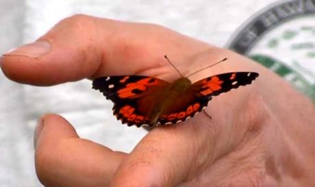  Citizen scientists help protect native butterfly. 