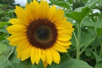 Let the Sunshine In