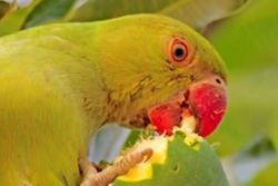 Get the Invasives to Fly Away