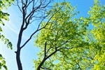 Ecophysiology: Worth a Closer Look