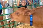 Head to the Hawaii State Farm Fair