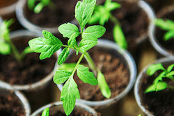 How Does Your Garden Grow?
