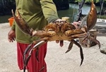 Sustainability Through Aquaculture