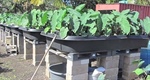 An Ahupua‘a in Your Backyard