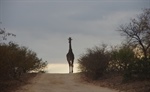 Live (with) the Wild Life