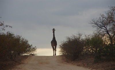Live (with) the Wild Life