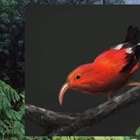 Birds in the Garden