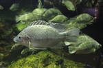 Fish and the Water They Live In