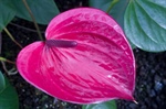 Bloom as a Floriculture Agent