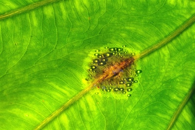 Plant the Seeds of Plant Pathology Outreach