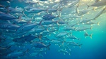 Aquaculture Is Critical to Food Security