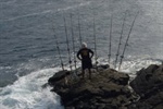 Follow That Fish