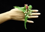 Flower Jewelry
