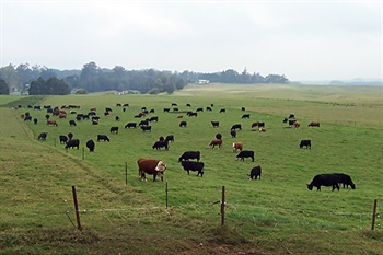 Pau Hana With the Cattlemen