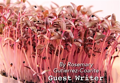 Microgreens: The Perfect Indoor Crop