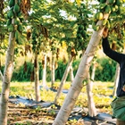 Eating Local: How and How Much?