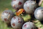 What the Wasps Like