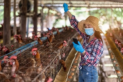 Coronavirus Food Assistance Program