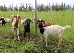 More Livestock Marketing Online