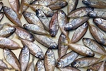 Rabbitfish in the Pacific