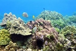 Runoff and Hawaiʻi Coral