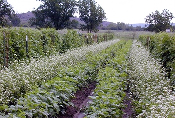 The Business of Cover Crops