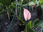 More Anthurium