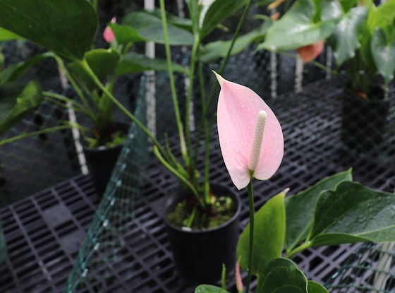 More Anthurium
