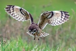 Owl Right!