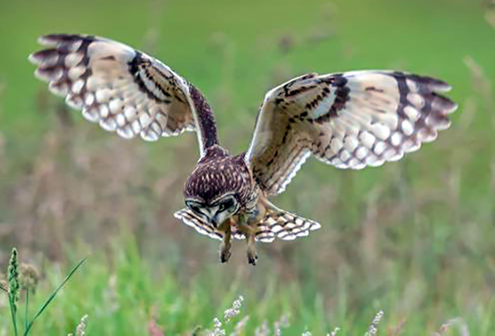 Owl Right!