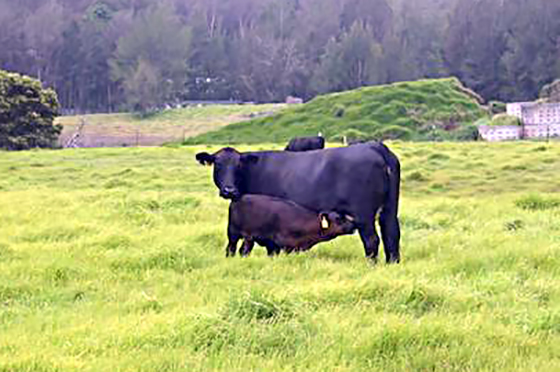 Mama Cows