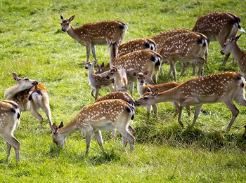 Deer in Drought