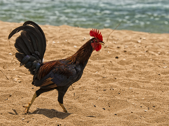 Feral Chicken Guts