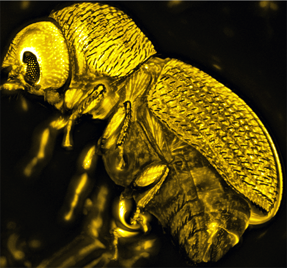 Symbionts in CBB