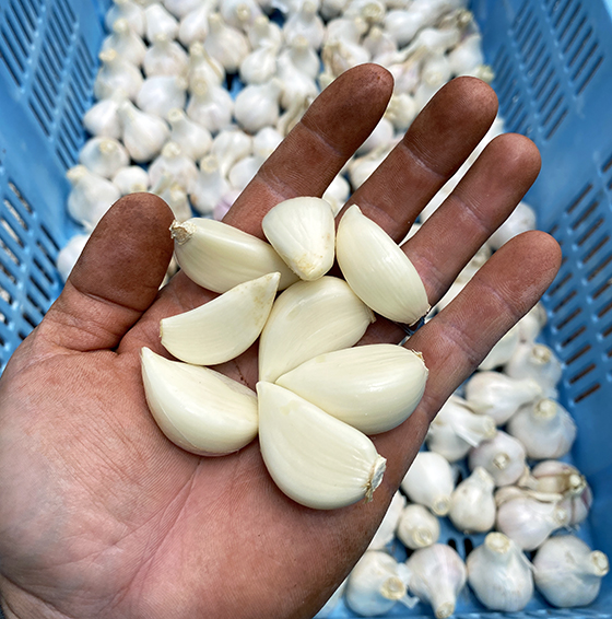 Garlic, Grown in Hawaiʻi