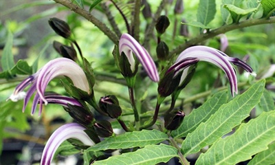 Hawaiʻi Rare Plant Genetics