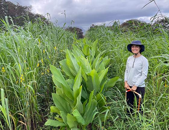 Regenerative Turmeric