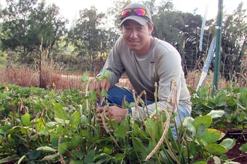 Ruminating on Peas