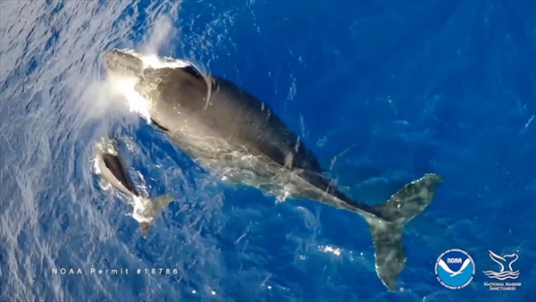 Sick Whales and Dolphins