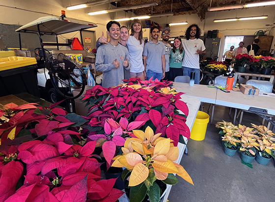 Poinsettia of Sale