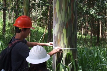 Forestry Find