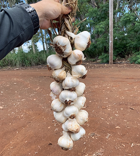 Garlic Gone Local