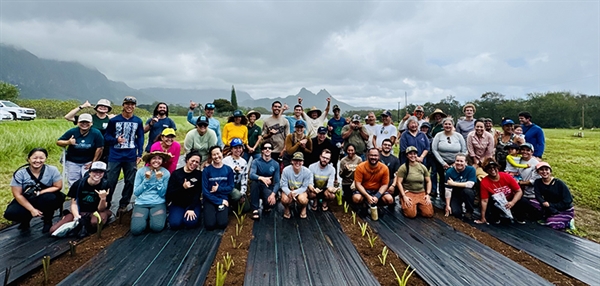 In Waimānalo, Bare Hands and Full Hearts Replant Kalo Collection