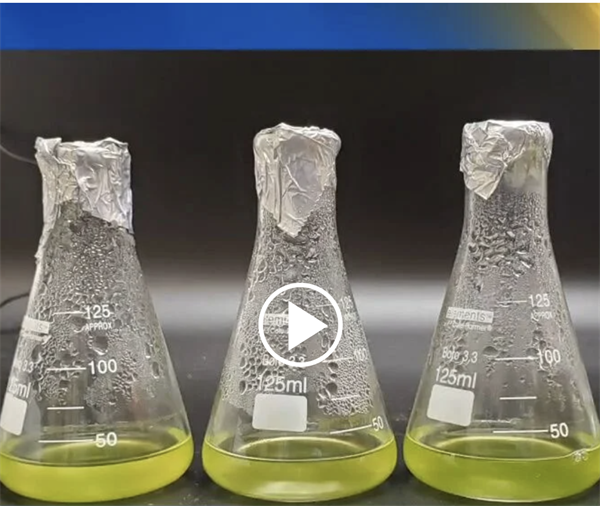 CTAHR study finds freshwater microbes could power future biofuels and medicine