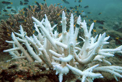 Reefs: What’s Harming, What’s Helping?