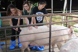 Pre-Vets Are Doing Swine