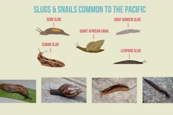 Learn About the Lungworm