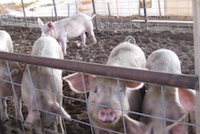 Food Fit for Pigs