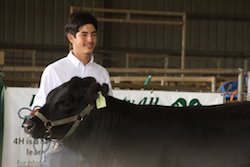 Livestock Aloha