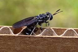 Insect Farming for Feed and Fuel